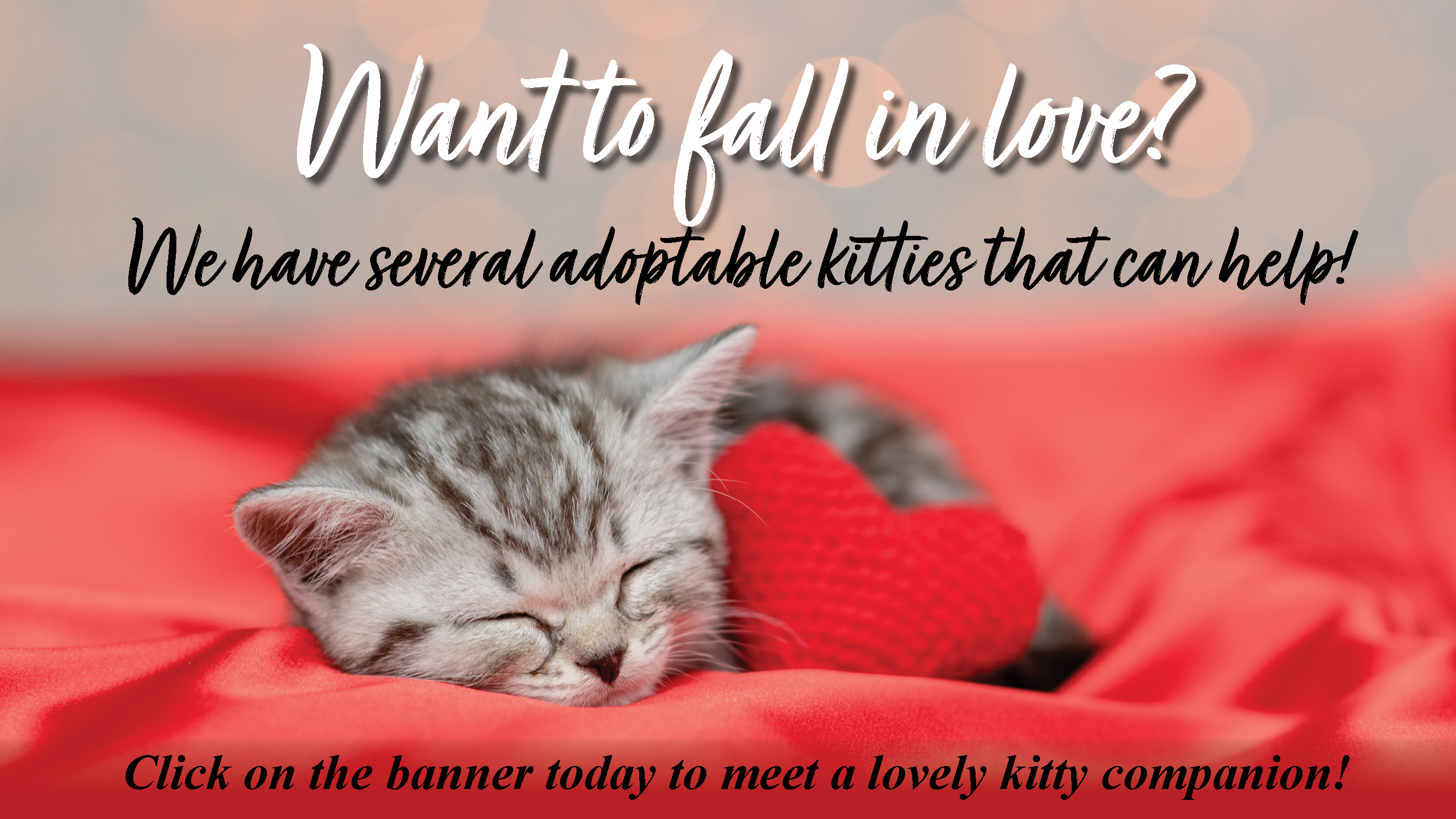 Kitten Sleeping with Heart Pillow